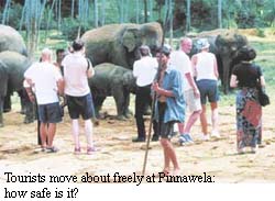 Tourists move about freely at pinnawela