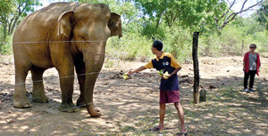 Local visitors and tourists are unwittingly encouraging a potentially lethal habit when they feed wild elephants. 