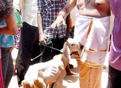 Poosari: Police prevent  transport of animals to Munneswaram Kovil