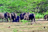 Drought in Hambantota is open season to kill animals