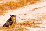 Quest begins for best bird photographers