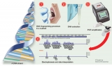 DNA fingerprinting: A tool for the Post-Modern world Sherlock Holmes
