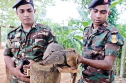 Mongoose, sniff out explosives, instead of snakes