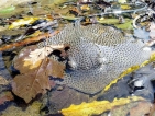 Whip-tailed beauty spotted in Yala’s Menik Ganga