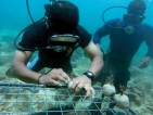 Foundation of Goodness partners Tokyo Cement to restore southern coral reefs