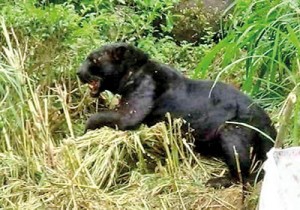 A black leopard classified as rare in Sri Lanka. We missed you dear friend.  :-  - Picture of Hatton, Central Province - Tripadvisor