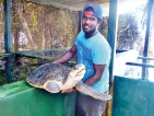 Ancient mariners find a haven on Sri Lanka’s shores