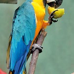 Macaw Parrot