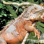 Red Iguana