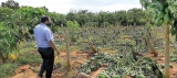 Northern farmers in woe as Cyclone Yaas leaves a trail of destruction