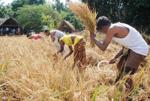 Wise decision to remove price control on rice