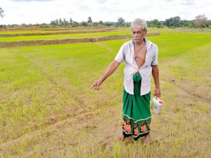 Switch to organic fertiliser Paddy farmers to sue Govt. for crop