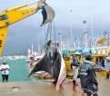 Endangered 800kg giant manta ray, worth ‘more alive than dead’