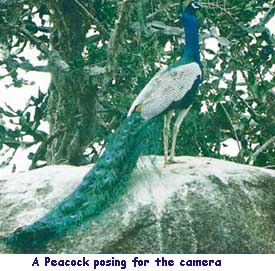 A Peacock posing for the camera