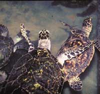 Turtles