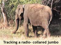 Radio-collared jumbo