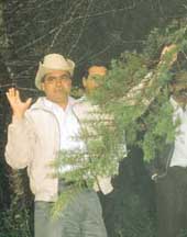 ratnayake inspects trees ripe fore harvesting
