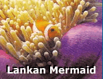 ../010408/Lankan Mermaid