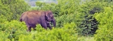 No let up in deaths of elephants and humans