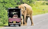 Face a fine, if you feed elephants on Buttala-Sella Kataragama Road: Officials