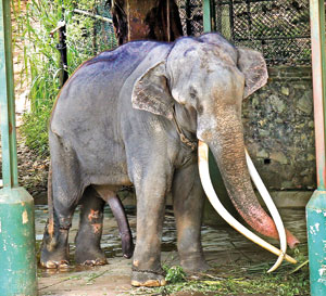 Ailing Thai tusker ‘Sak Surin’ to be quarantined before airlift | Print