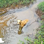 Padukka: Beating the heat: A regular cooling spot  for this dog Pix by Nilan Maligaspe