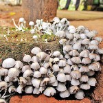 Saliyawewa: Mushrooming wild mushrooms Pic by Jayaratne Wickremaarachchi