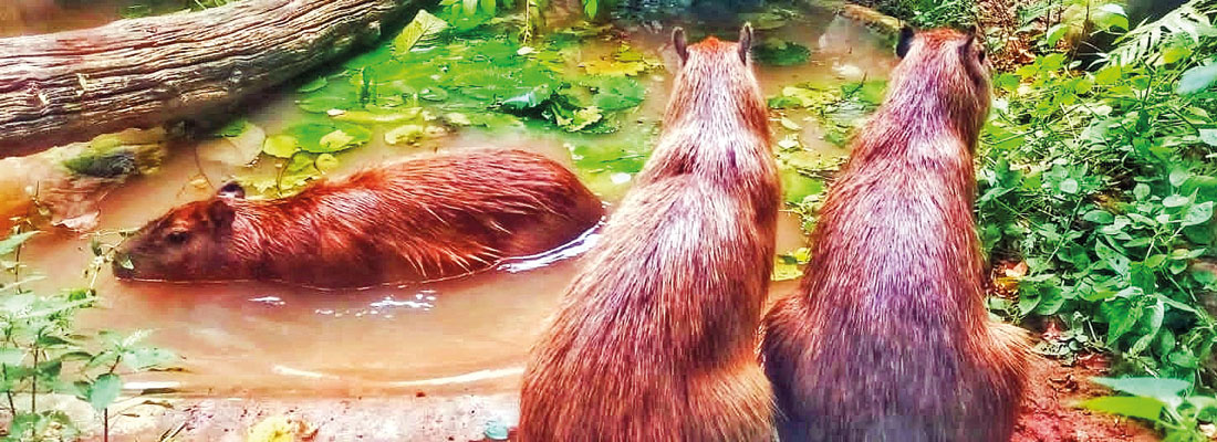 Newly arrived capybaras await date with zoo visitors