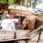 Haryana: Camel-driven: A cart hitched to a camel for goods transport in India. Pic by Kasun Warakapitiya