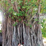 Maradana: A man rests under a tree near the Nelum Kuluna.