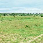 Fast vanishing Vattamaddu grazing land