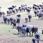 Little left of their grazing land