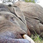 The fall of a majestic tusker