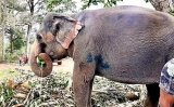 Perahera elephant seriously injured after civil defence guard fires shots