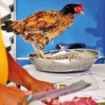 Kompannavidiya: Blissful ignorance: A hen perches near a butcher. Pix by Eshan Fernando