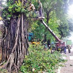 Colombo's majestic old trees that may need attention by authorities.  Pix by Eshan Fernando
