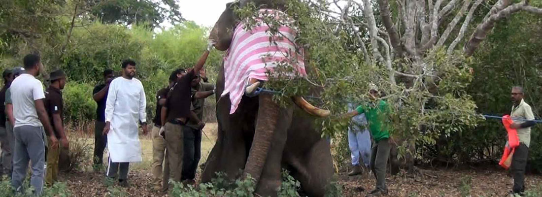 Agbo the ten-foot-tall tusker suffers more gunshot wounds