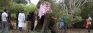Agbo the ten-foot-tall tusker suffers more gunshot wounds