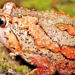 Uperodon taprobanicus