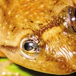 Eye diseases which are very common in  Sri Lankan frogs now