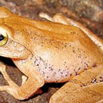 Pseudophilautus