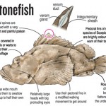 StonefishGraphic