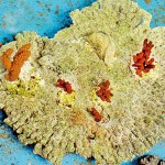 Conditioned replanted coral fragments in captive condition