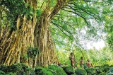 The 9 Oldest, Tallest, and  Biggest Trees in the World