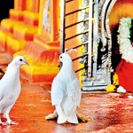 Batticaloa: Birds of peace