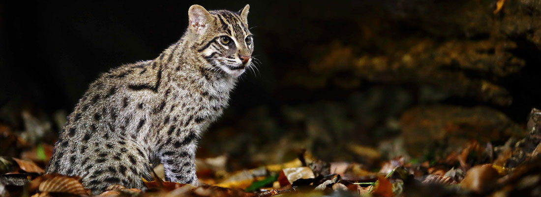 Fishing Cat – Small Cat Advocacy and Research (SCAR)