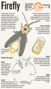 Newly discovered fireflies stir hopes of other species | Print Edition ...