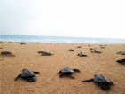 ‘Vis Ta Vie’: Contributing to Turtle Conservation Efforts
