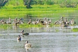 Farming throughout the year triggers collapse of Anawilundawa Ramsar wetland ecosystem