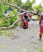 Seven deaths islandwide due to trees falling
